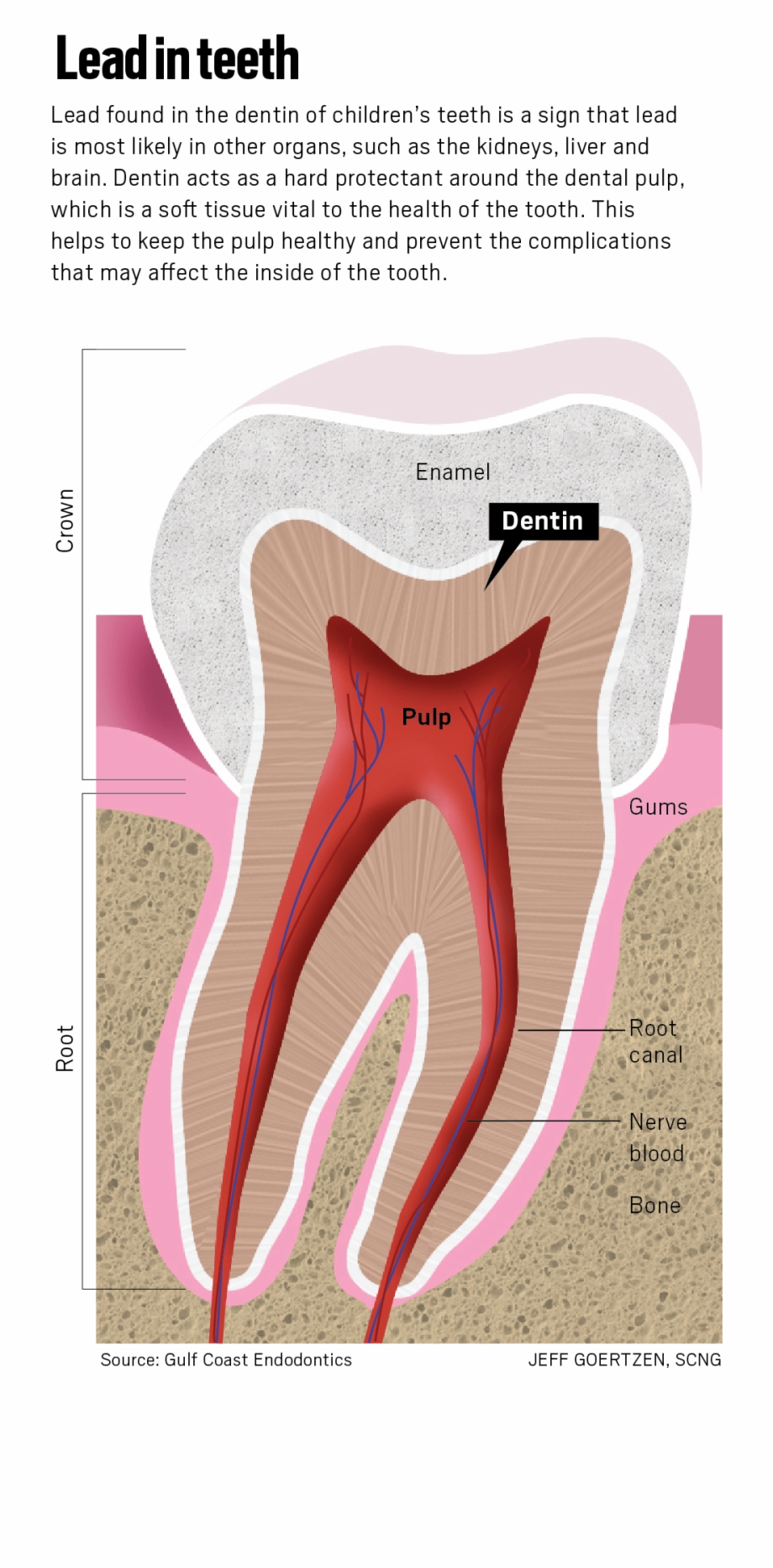 Diagram Of Teeth Teeth Mean Higher Levels In Other Parts Of The Body Diagram