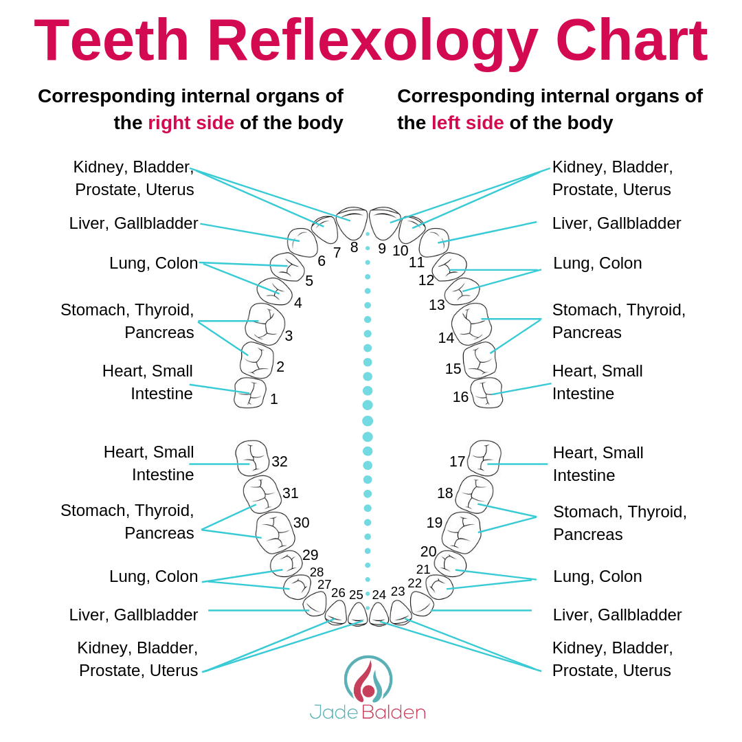 Diagram Of Teeth Teeth Reflexology Chart Pdf