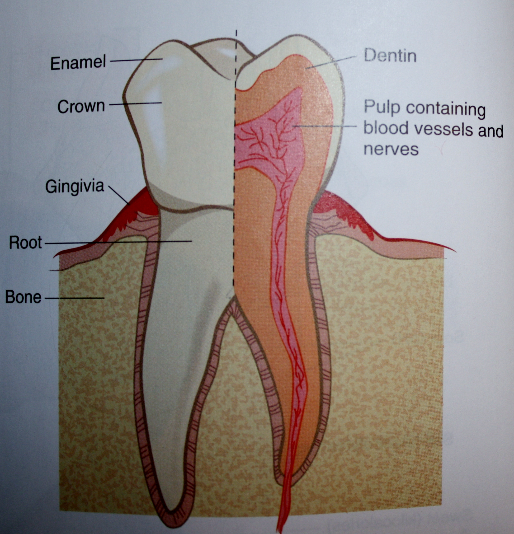 Diagram Of Teeth Teeth