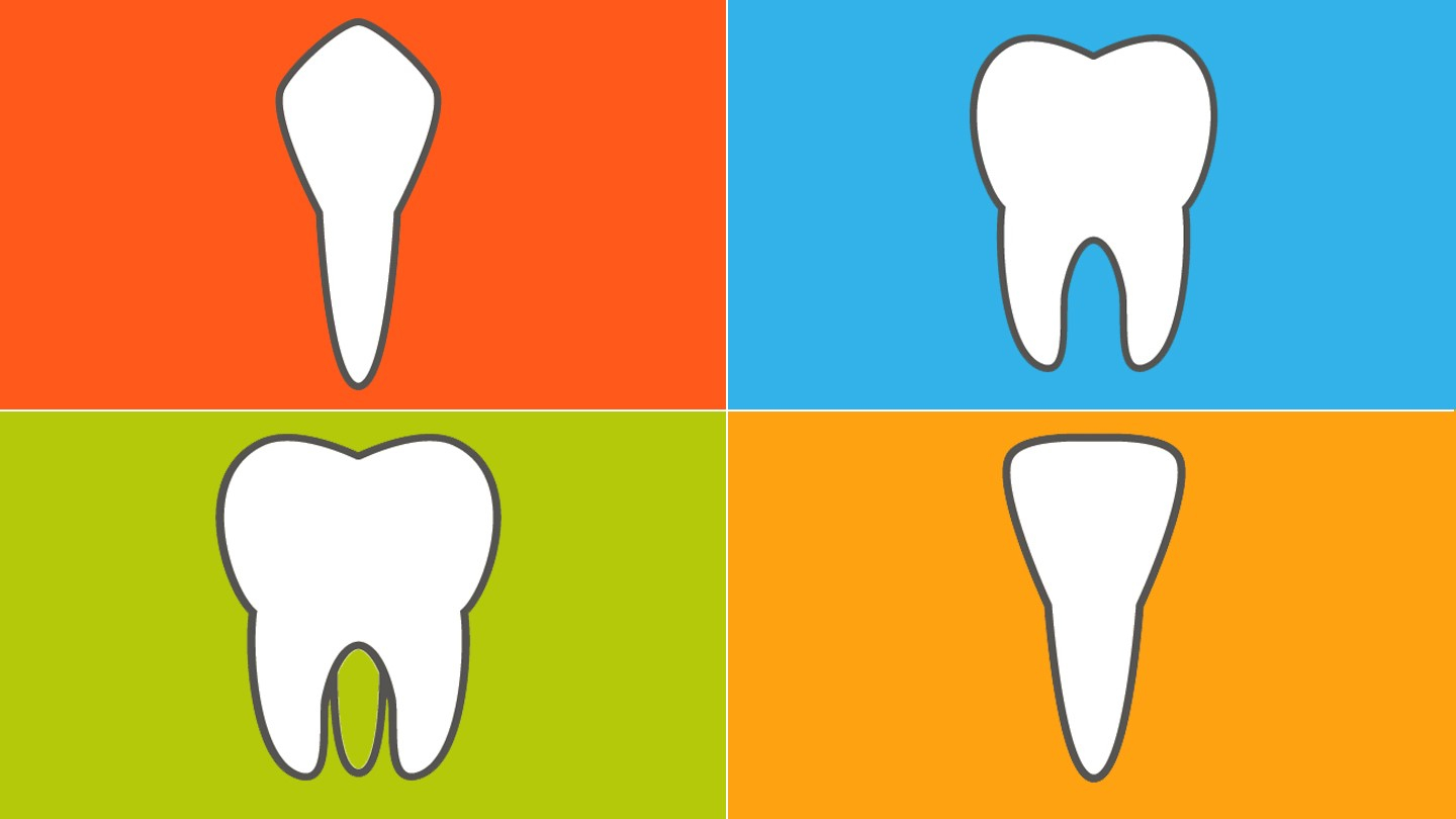 Diagram Of Teeth The 4 Types Of Teeth And How They Function Everyday Health
