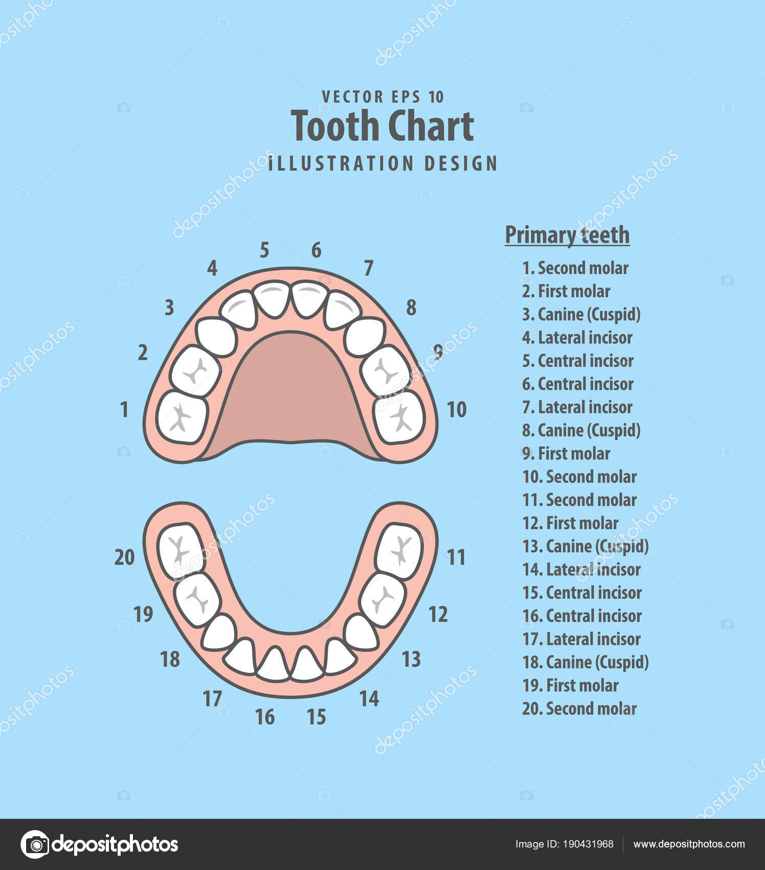 Diagram Of Teeth Tooth Chart Primary Teeth With Number Illustration Vector On Blu