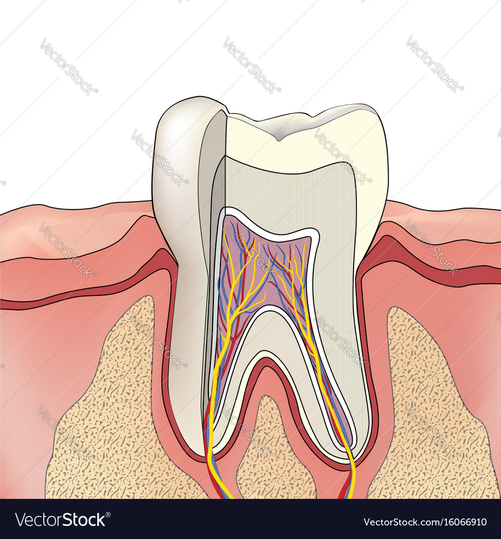 Diagram Of Teeth Tooth Structure Anatomy Of Teeth Dental Medical