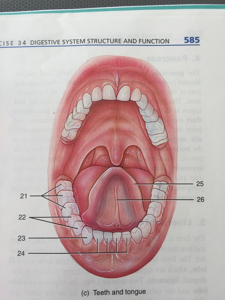 Diagram Of Teeth Top 10 Punto Medio Noticias Teeth Structure Diagram