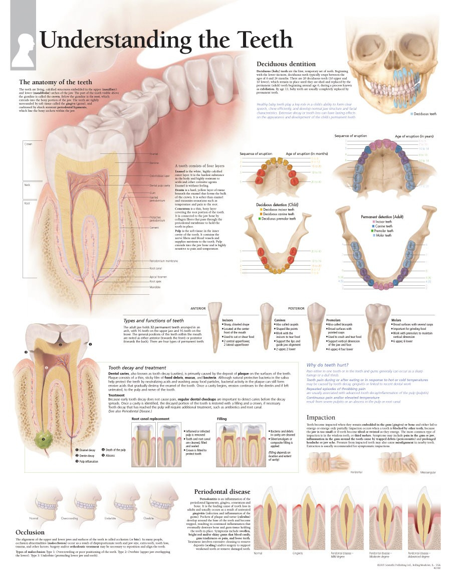 Diagram Of Teeth Understanding The Teeth Chart