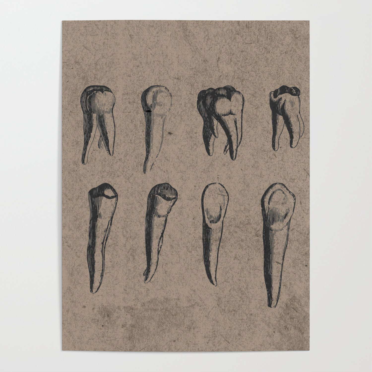 Diagram Of Teeth Vintage Dental Diagram Of Teeth In Black Grey Brown Poster Madzakka