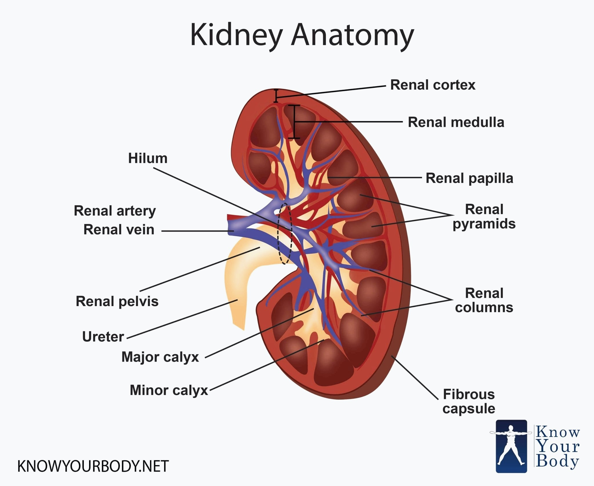 Diagram Of The Body 35 Diagram Kidney In Hindi For Diagram Of Body Organs Anatomy