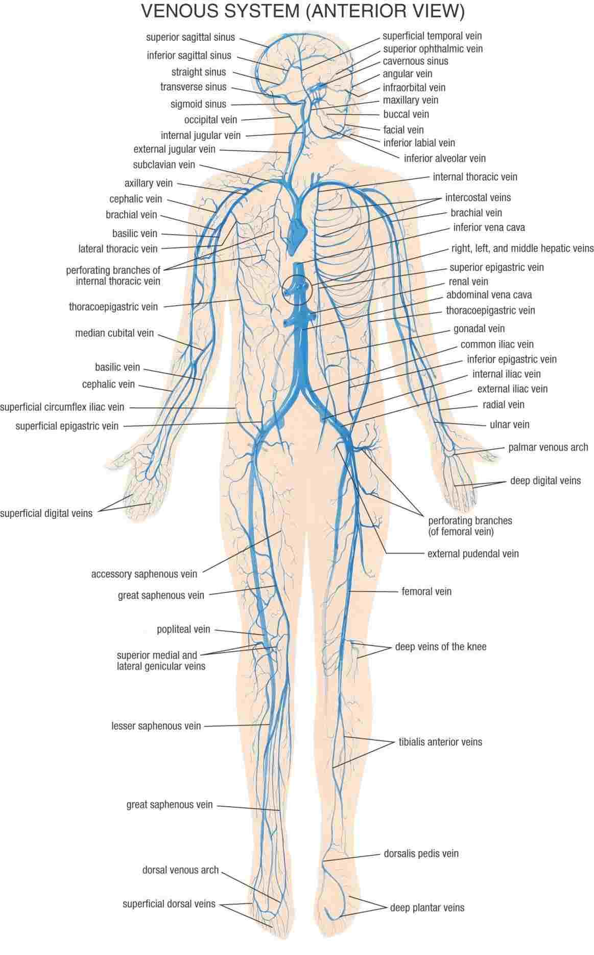 Diagram Of The Body Body Diagram Label Wiring Diagram