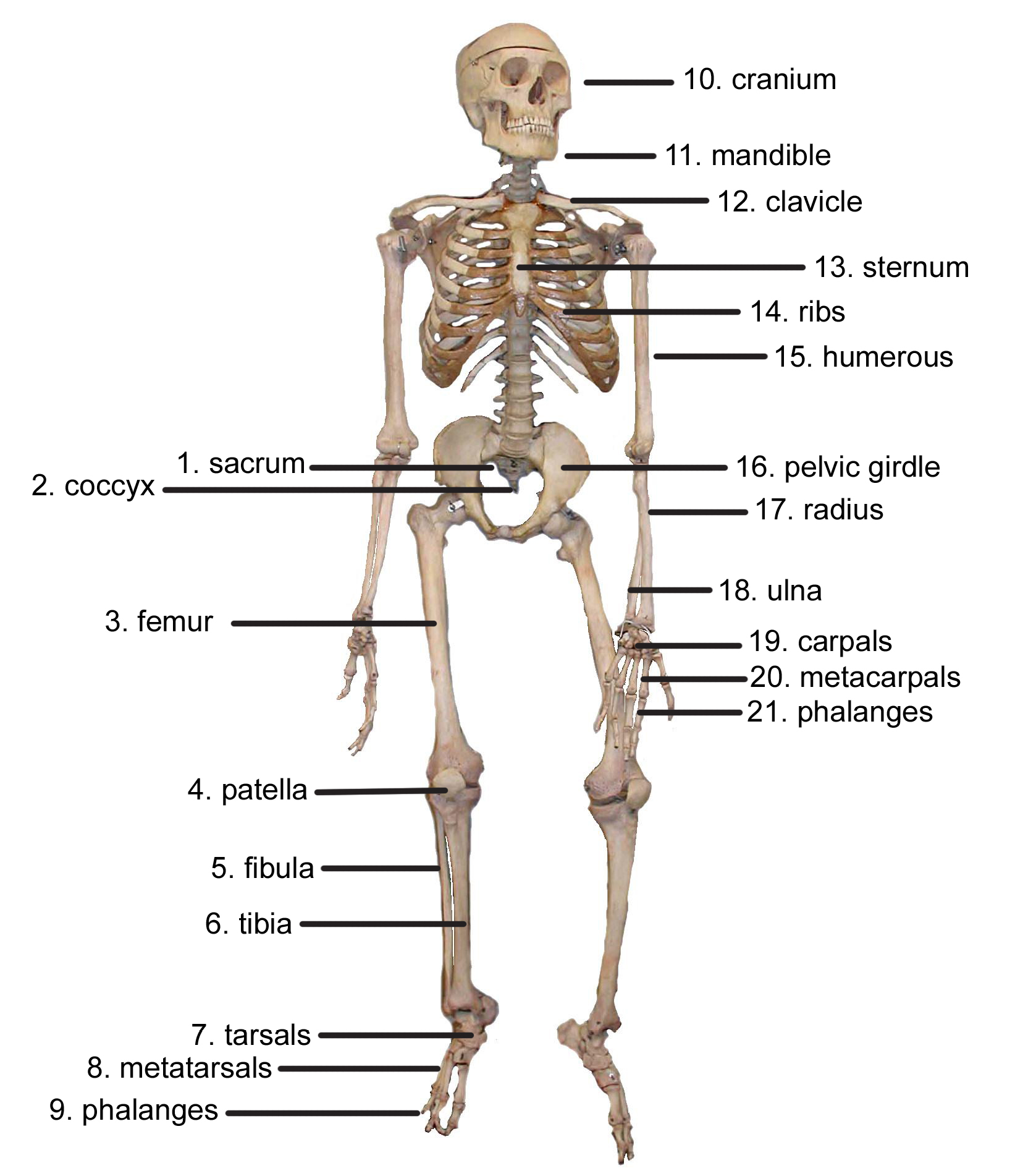 Diagram Of The Body Body Diagram Of Skeletal System Search Wiring Diagrams