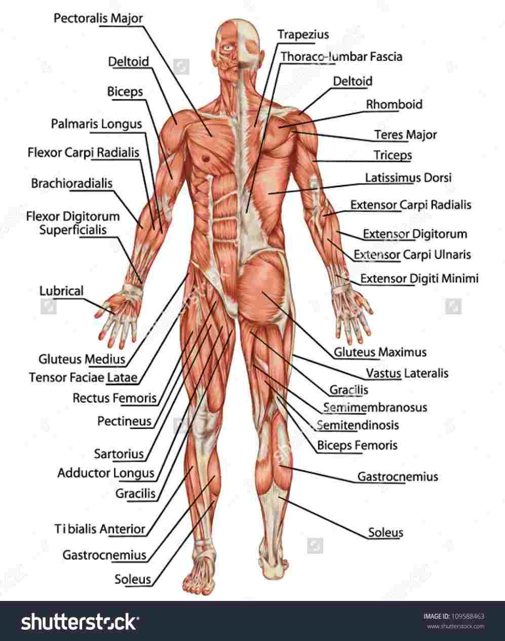 Diagram Of The Body Chart Upper Body Anatomy Diagram Of Upper Body Organs Human