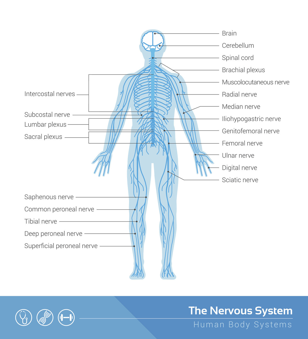 Diagram Of The Body Diagram Of Body Nerves Wiring Diagram