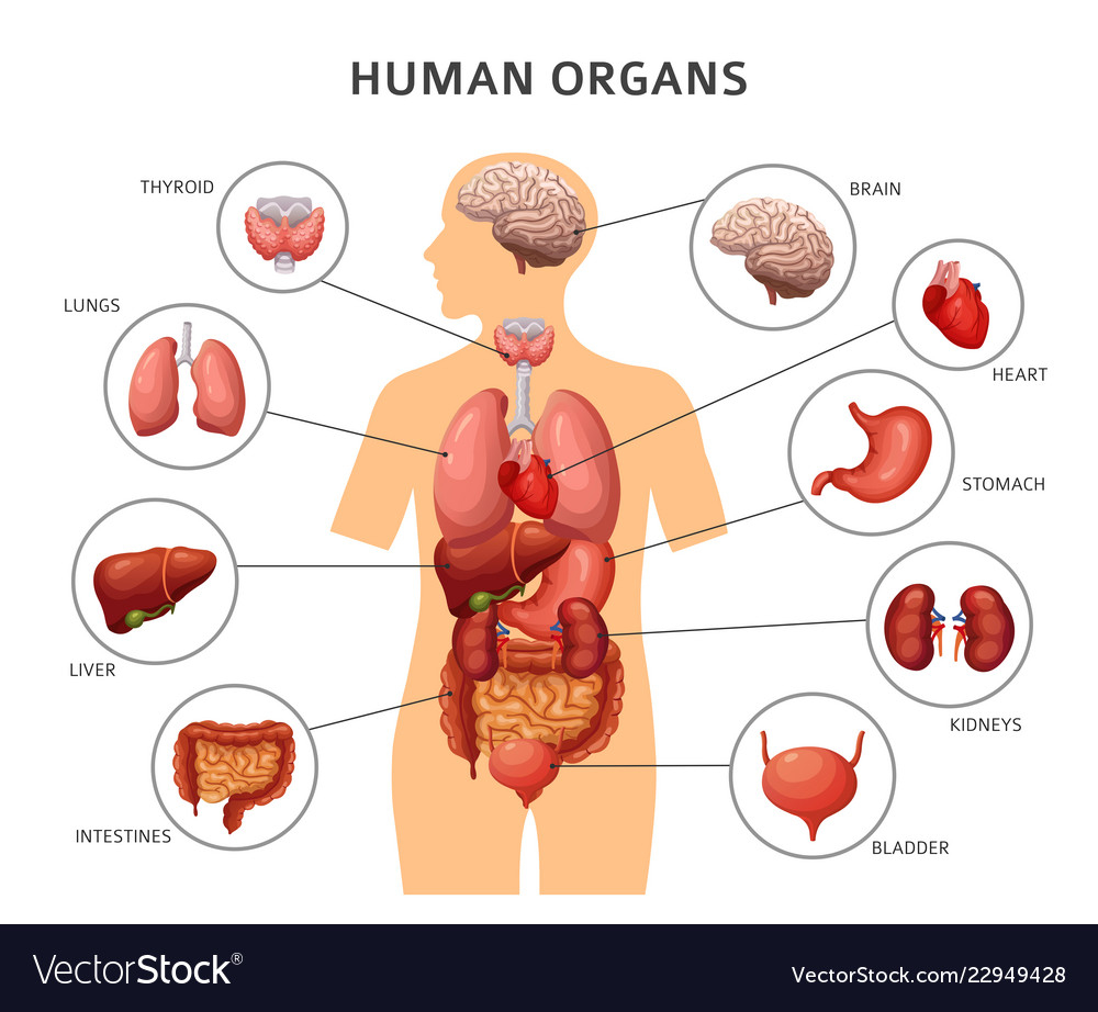 Diagram Of The Body Diagram Of The Bodys Internal Organs Wiring Diagram Web