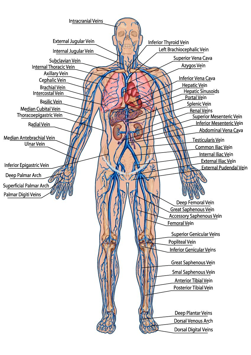 Diagram Of The Body Diagram Of Veins And Arteries In The Human Body Electrical Wiring
