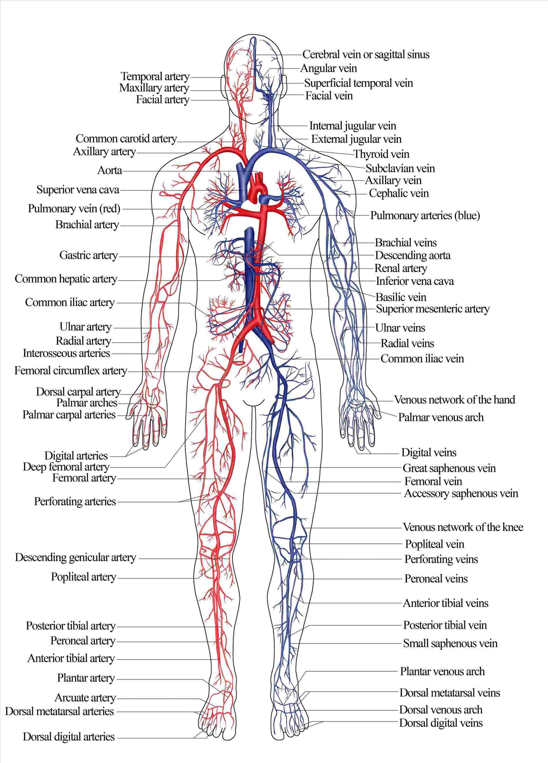 Diagram Of The Body Full Body Diagram Of Veins Wiring Diagram Verified