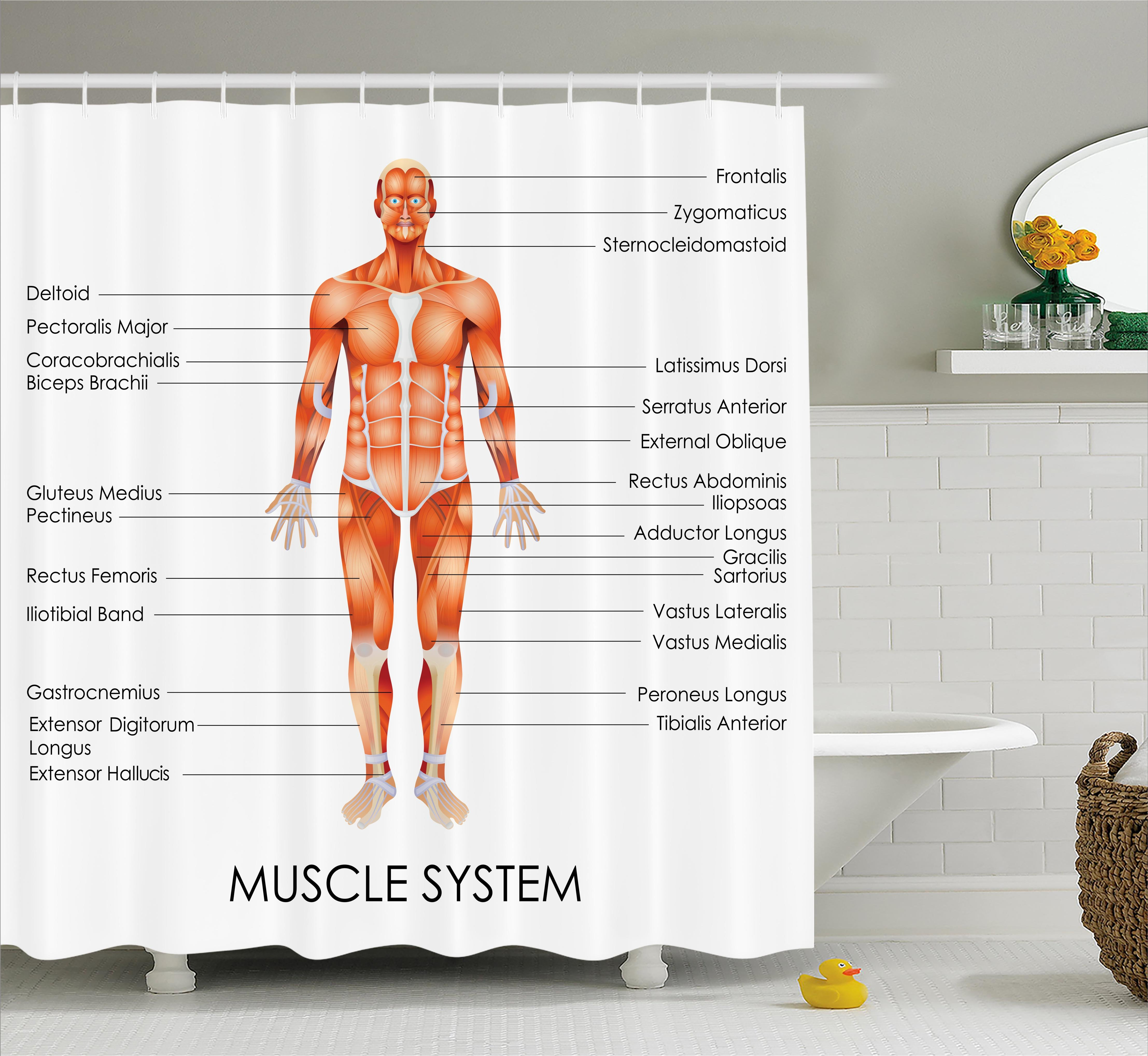 Diagram Of The Body Human Anatomy Muscle System Diagram Of Man Body Features Biological Elements Medical Heath Image Single Shower Curtain