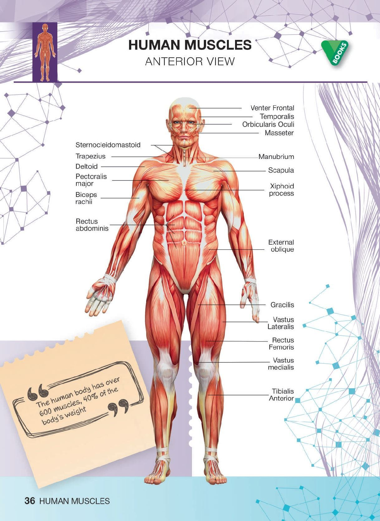 Diagram Of The Body Human Body Diagram 95 Human Body Diagram Wiring Diagram Article