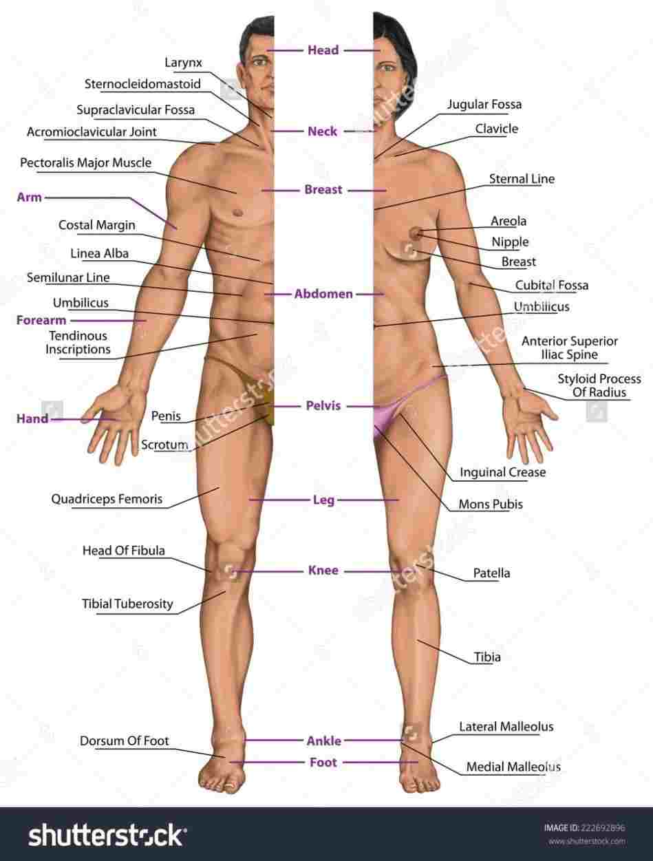 Diagram Of The Body Internal Parts Of A Female Body Diagram Of Anatomy