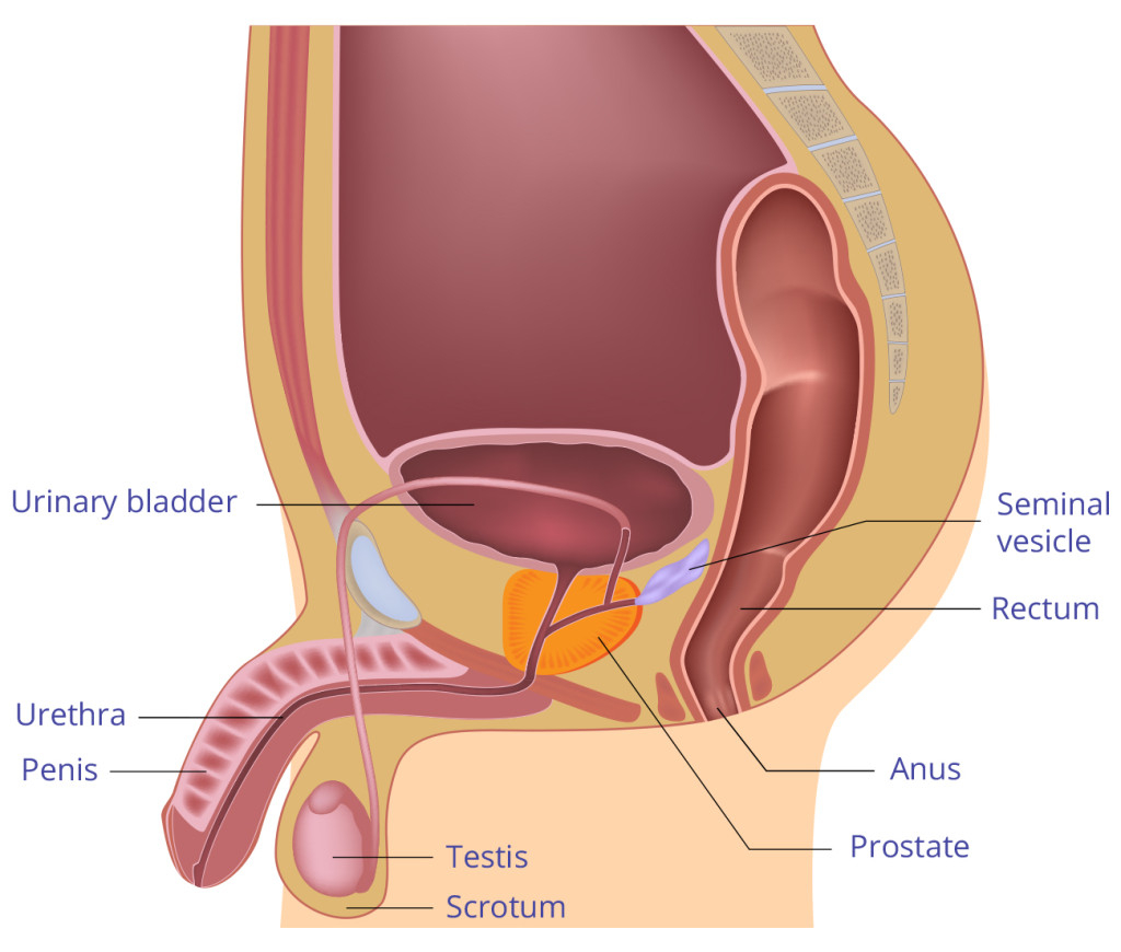 Diagram Of The Body Male Body Diagram Home Health Uk