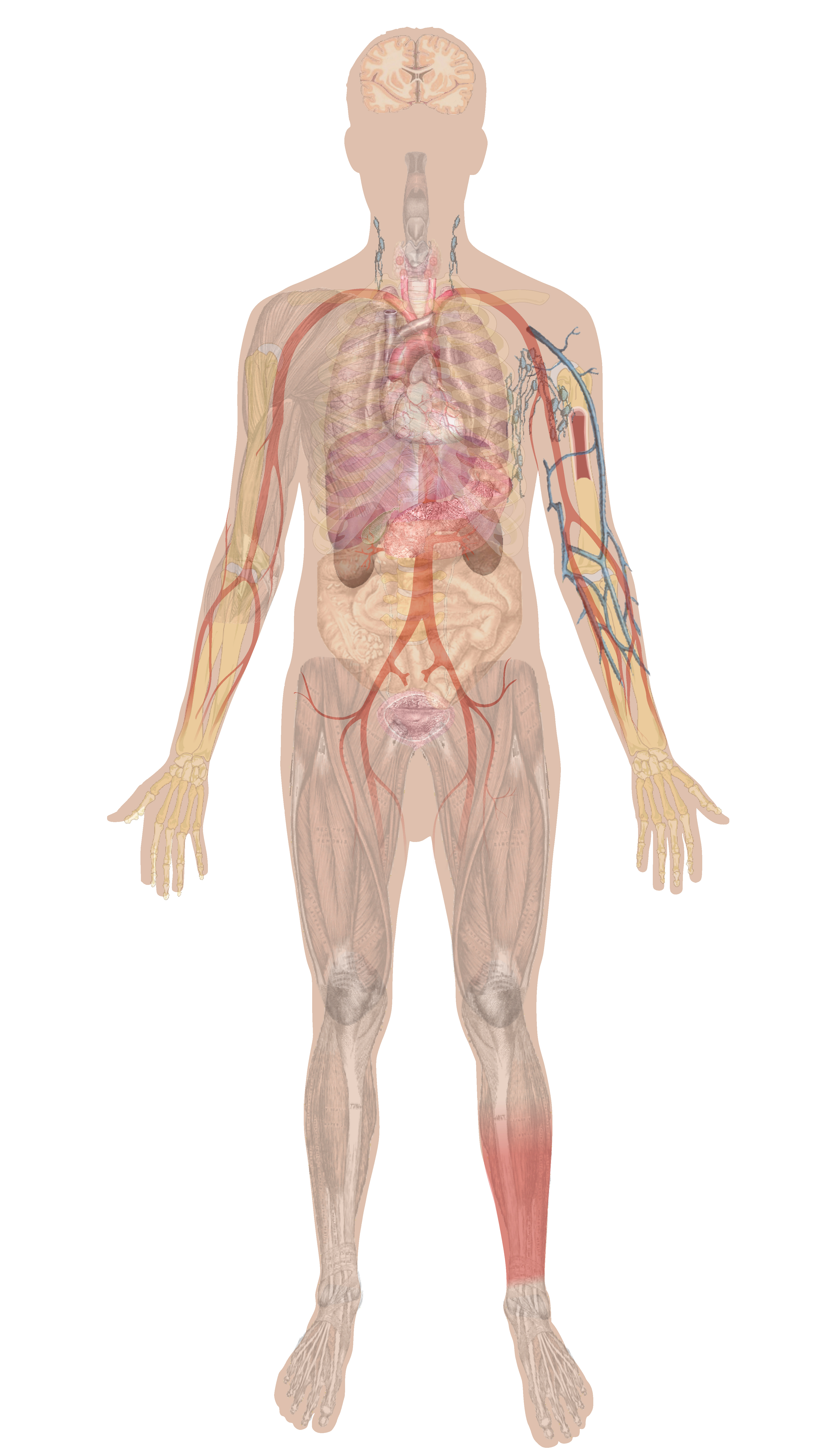 Diagram Of The Body Why It Matters Overview Of Body Systems Biology For Majors Ii