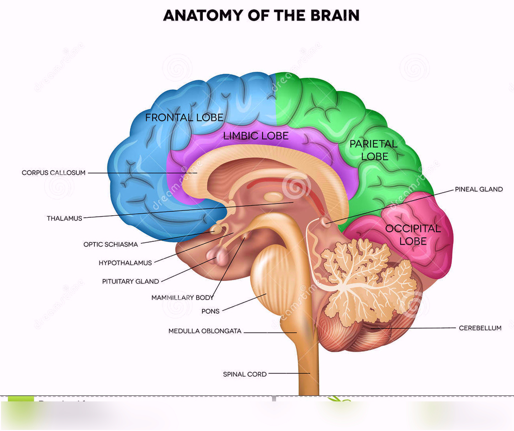 Diagram Of The Brain Brain Structure And Function Diagram Quizlet