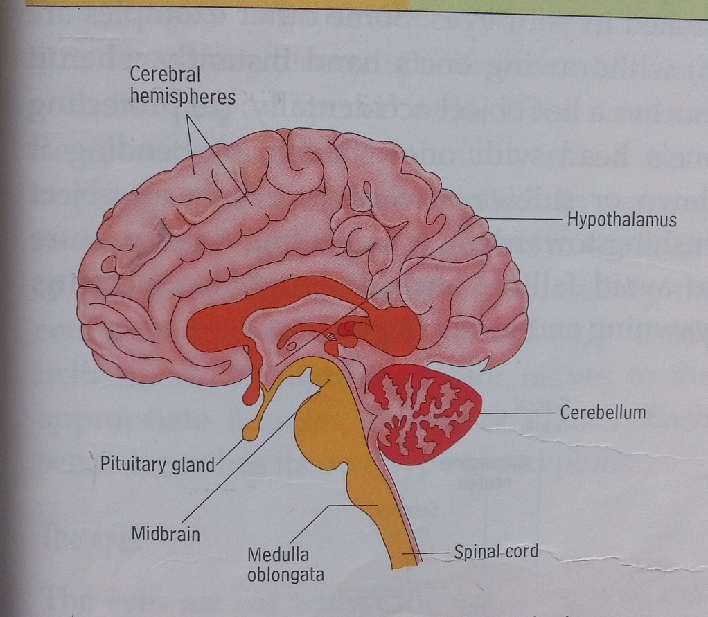 Diagram Of The Brain Draw A Neat Diagram Of Human Brain And Label Medula And Cerebellum