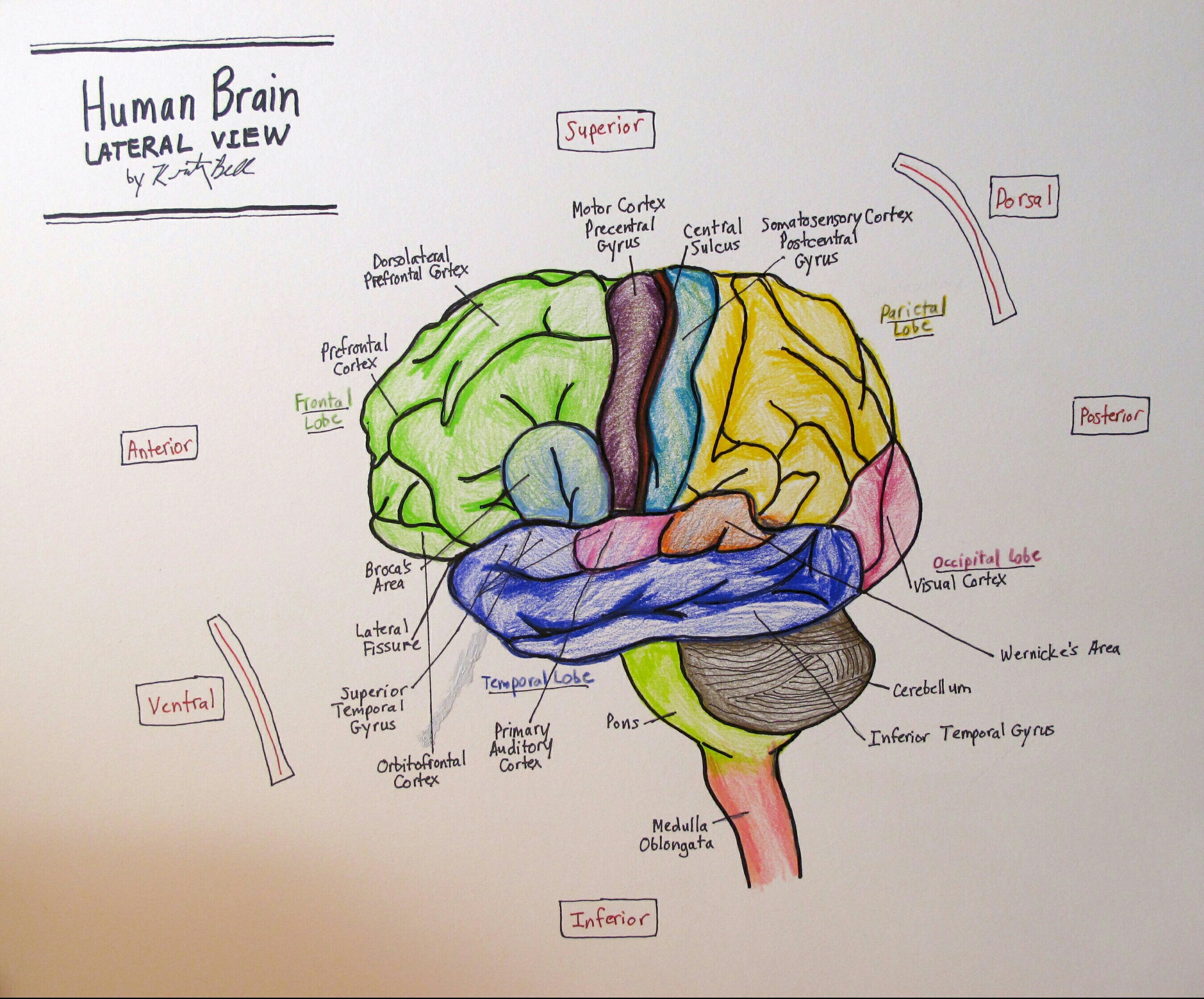 Diagram Of The Brain Draw Neat Labelled Diagram Of Ls Of Human Brain Brainlyin