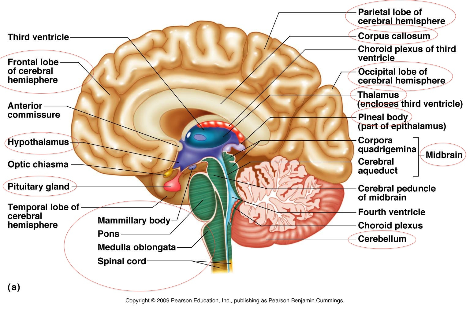 Diagram Of The Brain Free Brain Diagram Download Free Clip Art Free Clip Art On Clipart