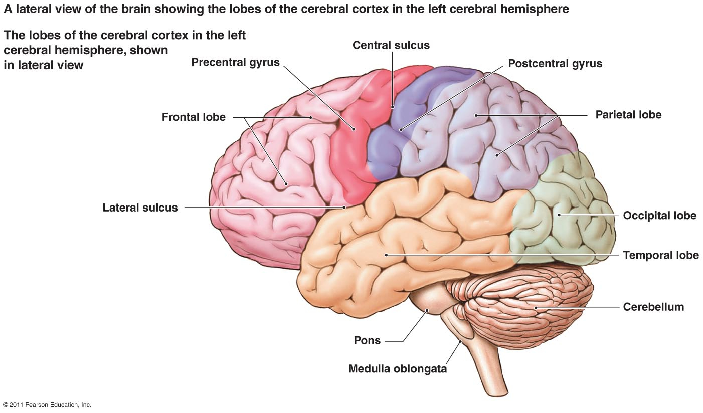 Diagram Of The Brain How Large Are The Different Lobes Of The Brain Relative To Each