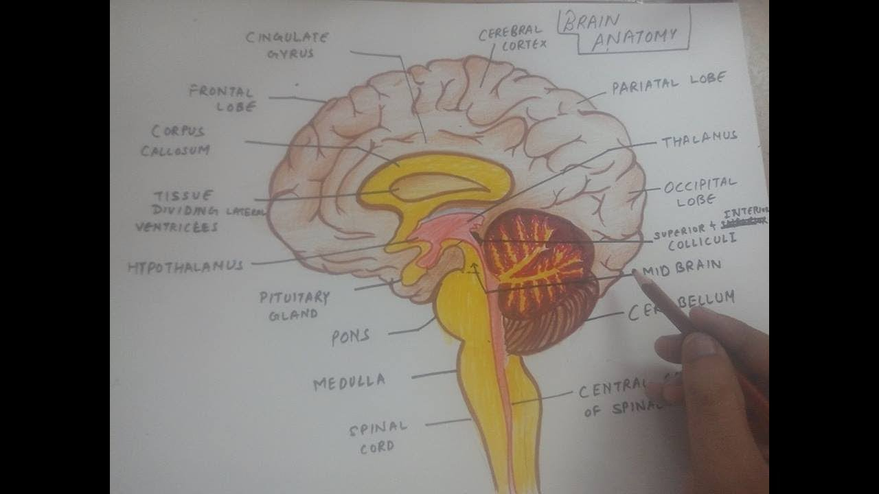 Diagram Of The Brain How To Draw Human Brain Anatomy Diagram Easily