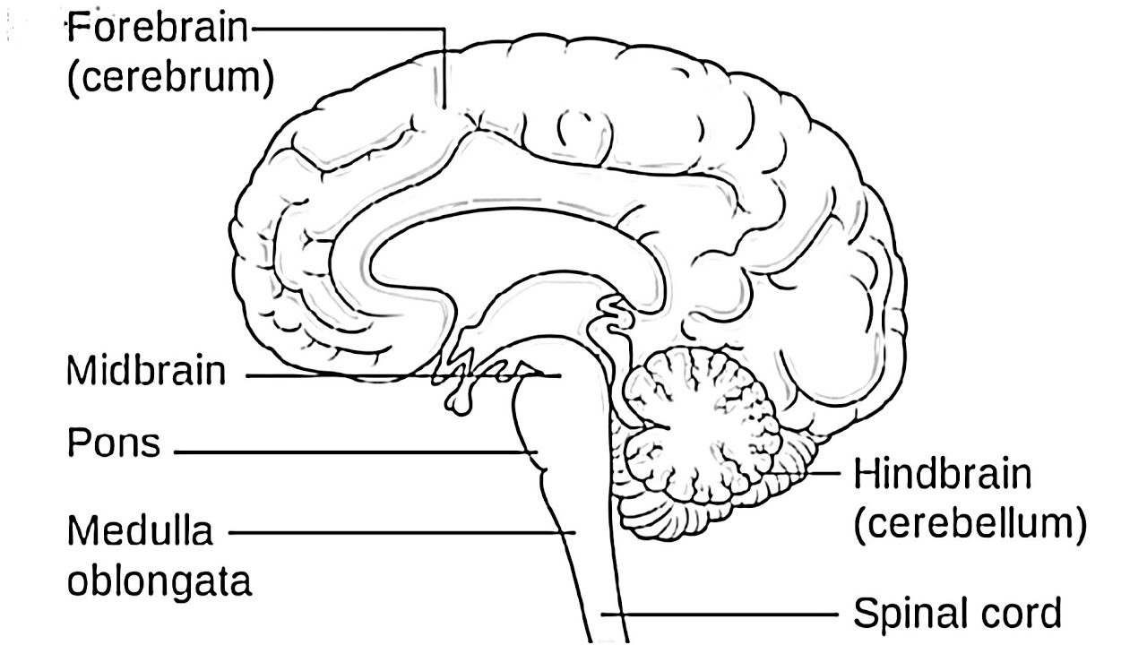 Diagram Of The Brain How To Draw Human Braindraw Labelled Diagram Of Brainbrain Diagramdraw And Label Brain Diagram