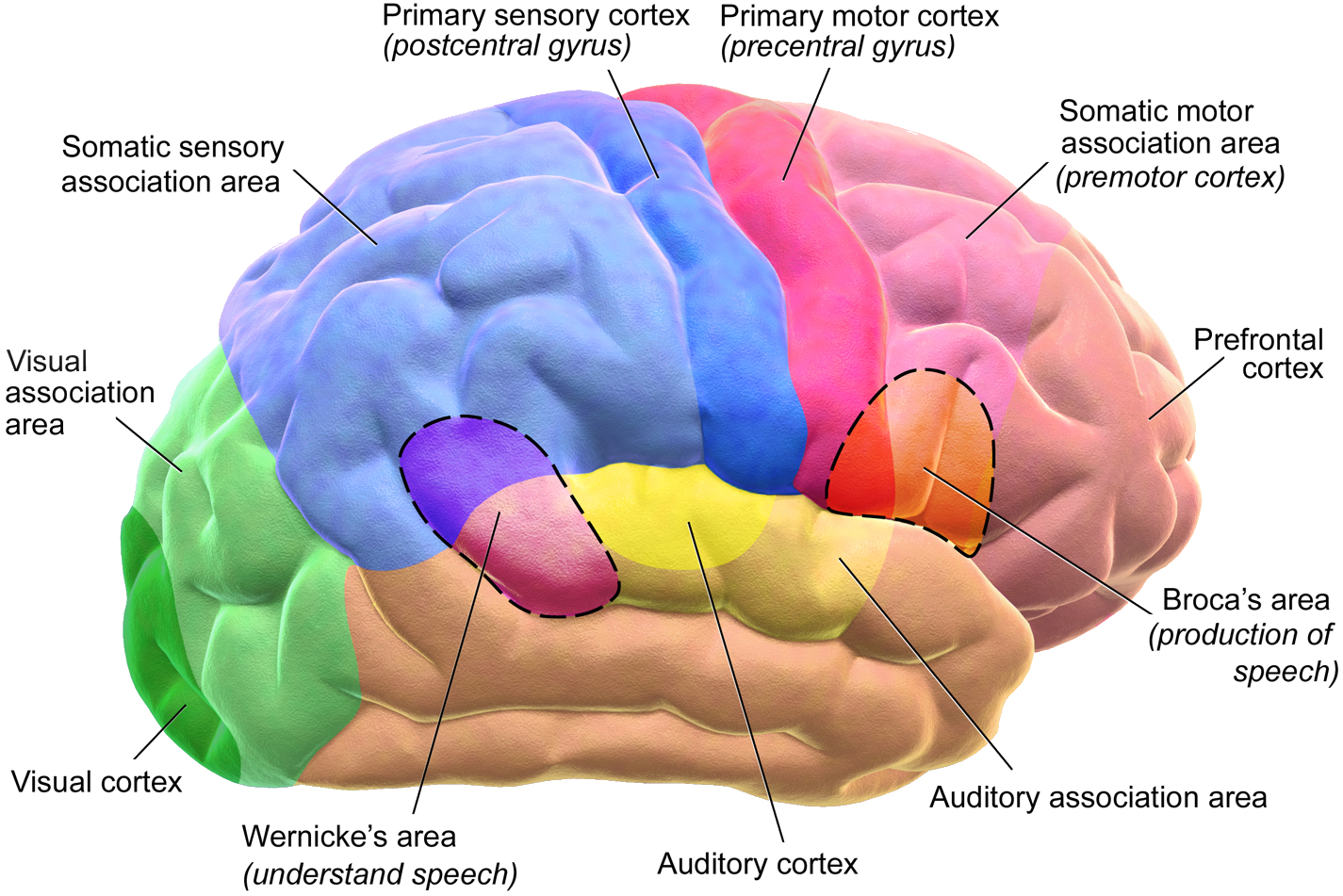 Diagram Of The Brain Human Brain Wikipedia