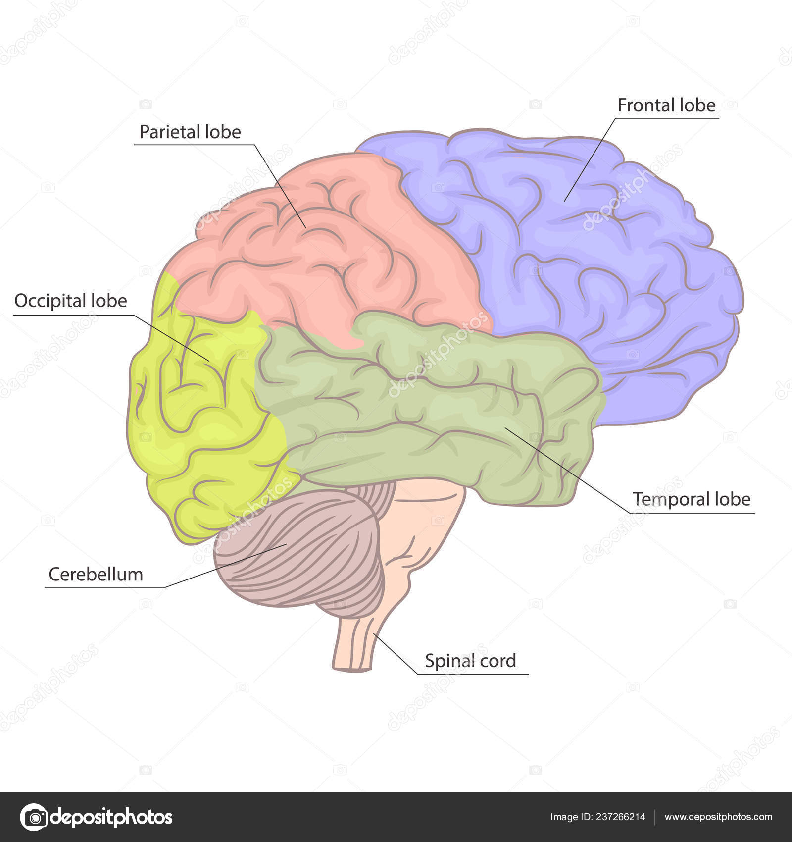 Diagram Of The Brain Illustration Lateral Diagram Of The Brain Human Brain Organ Parts