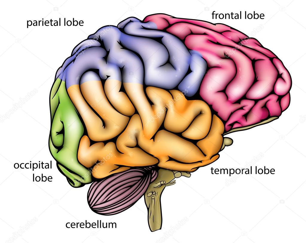 Diagram Of The Brain Krisdog 83009108