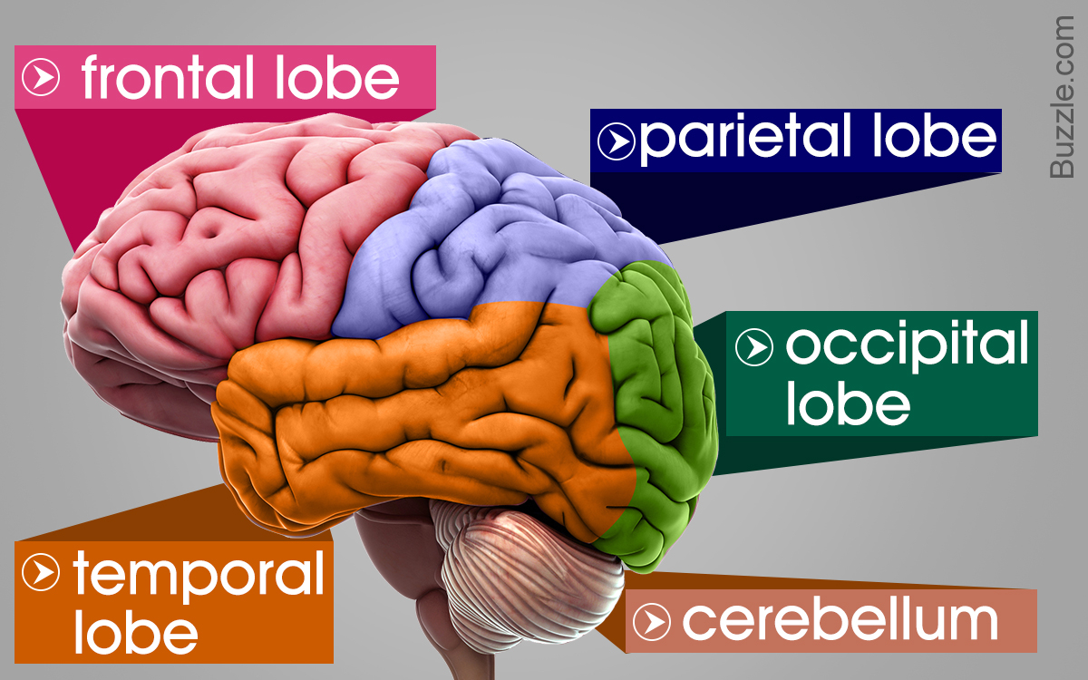 Diagram Of The Brain Labeled Diagrams Of The Human Brain Youll Want To Copy Now