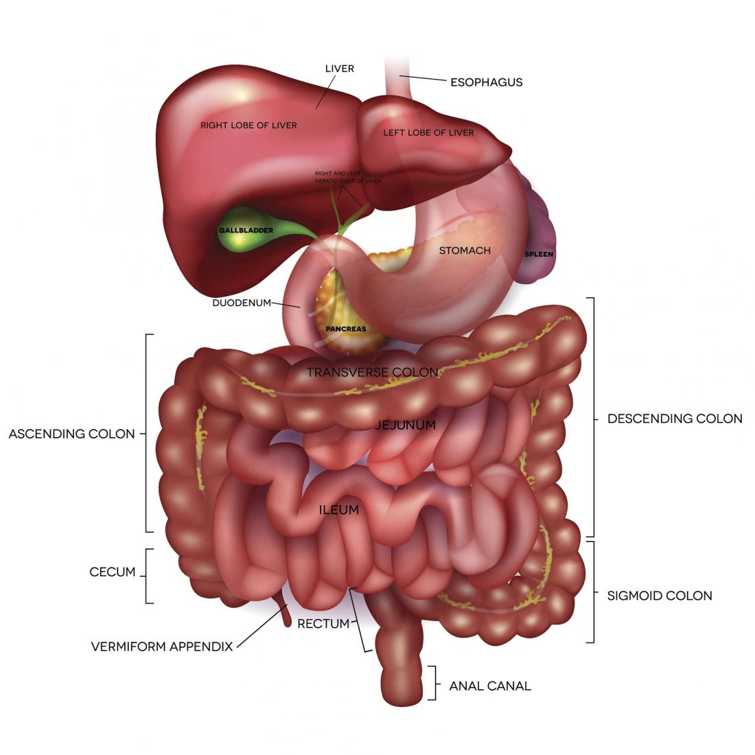 Diagram Of The Digestive System Digestion Anatomy Physiology And Chemistry