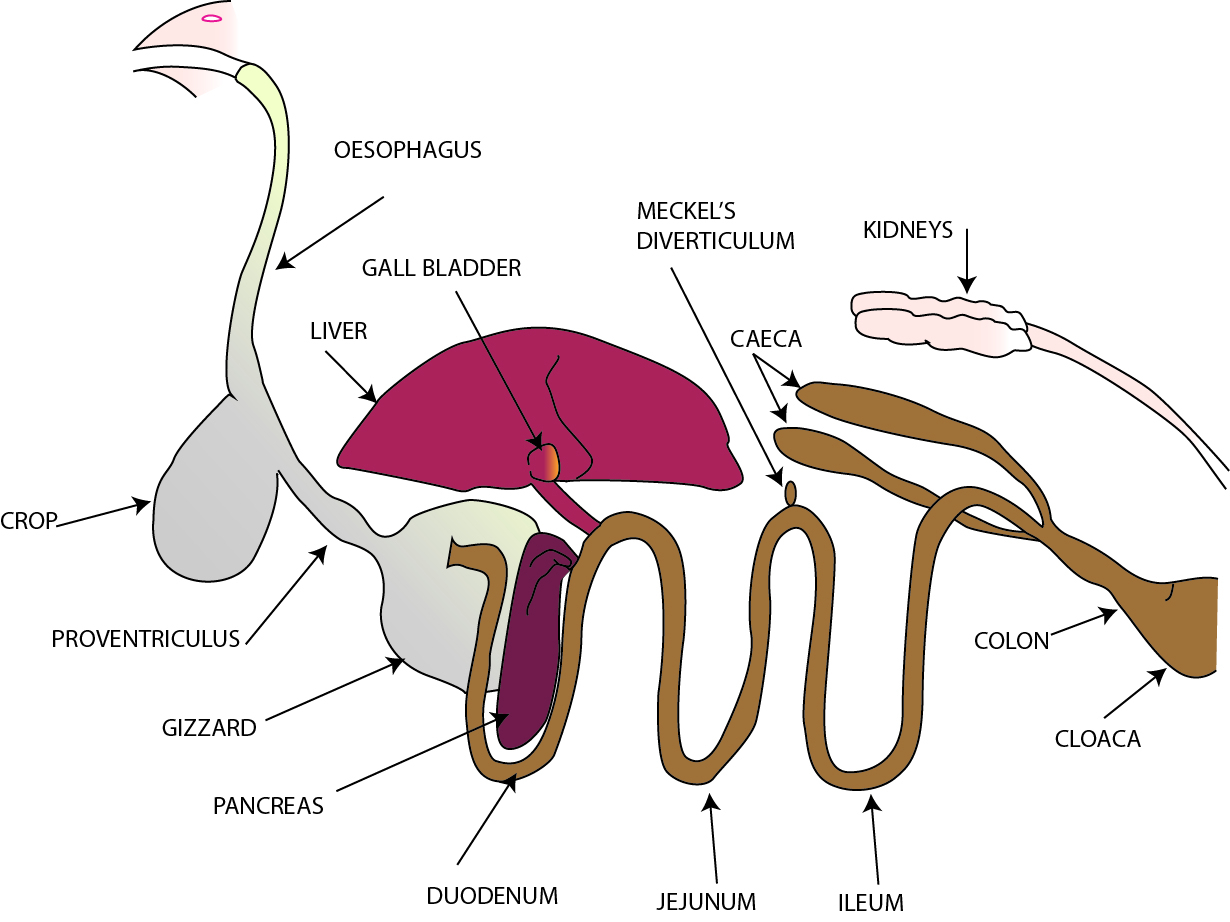 Diagram Of The Digestive System Digestive System Poultry Hub