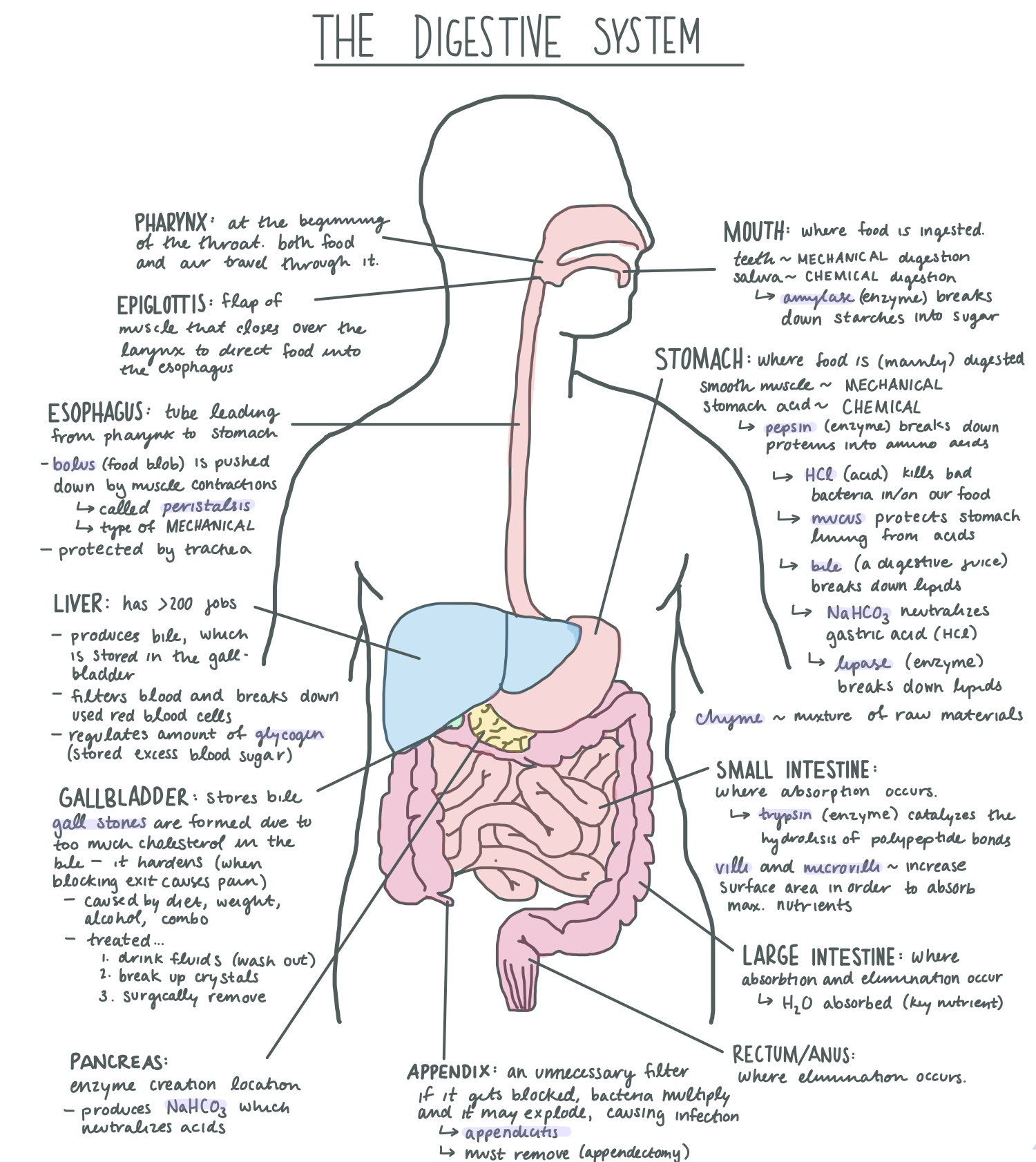 Diagram Of The Digestive System Filedigestive System Diagram Wikimedia Commons