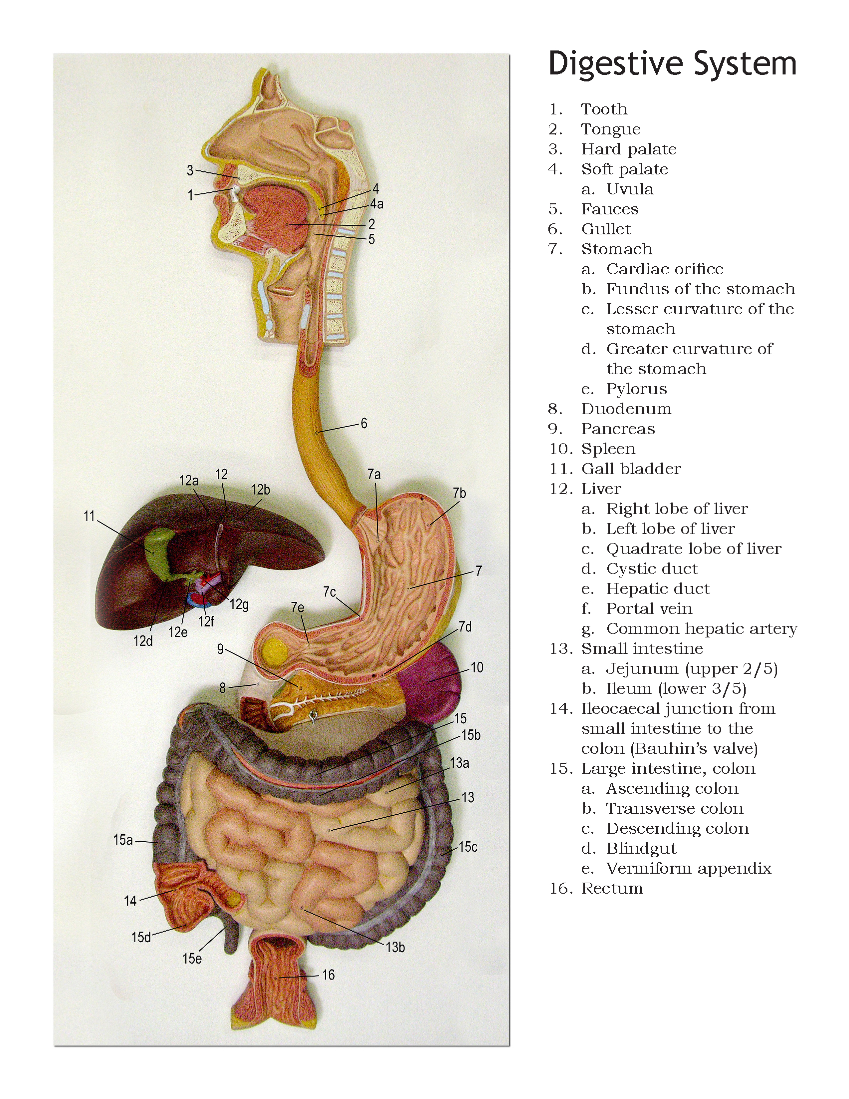 Diagram Of The Digestive System Human Digestive System Diagram Anatomical Models Ball State