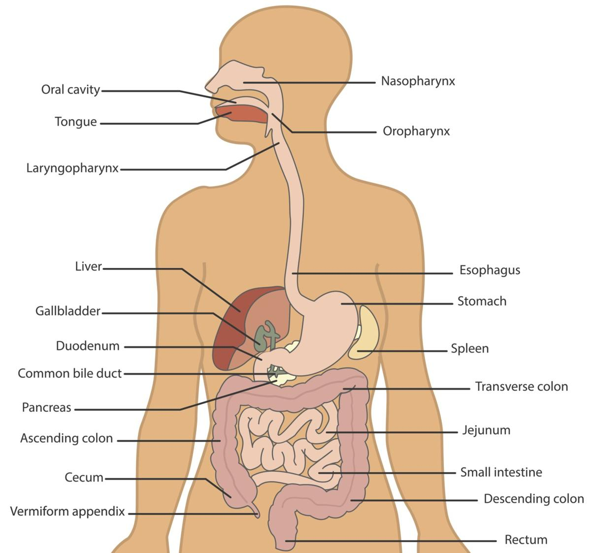 Diagram Of The Digestive System Know The Organs Of Your Digestive System And How They Work