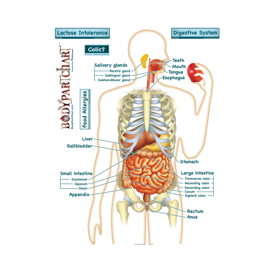 Diagram Of The Digestive System Simplified Digestive System Labeled Body Part Chart Removable Wall Graphic