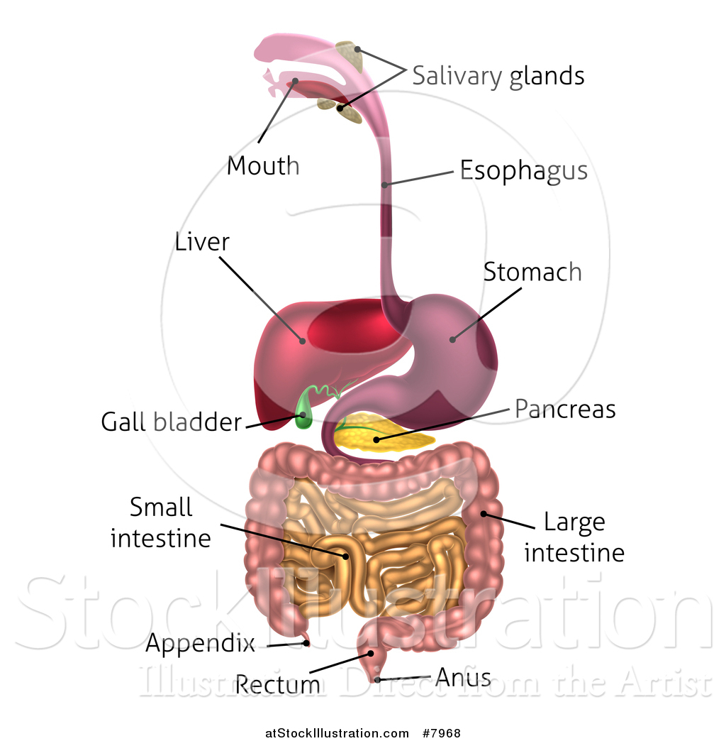 Diagram Of The Digestive System Vector Illustration Of A 3d Labeled Diagram Of The Human Digestive