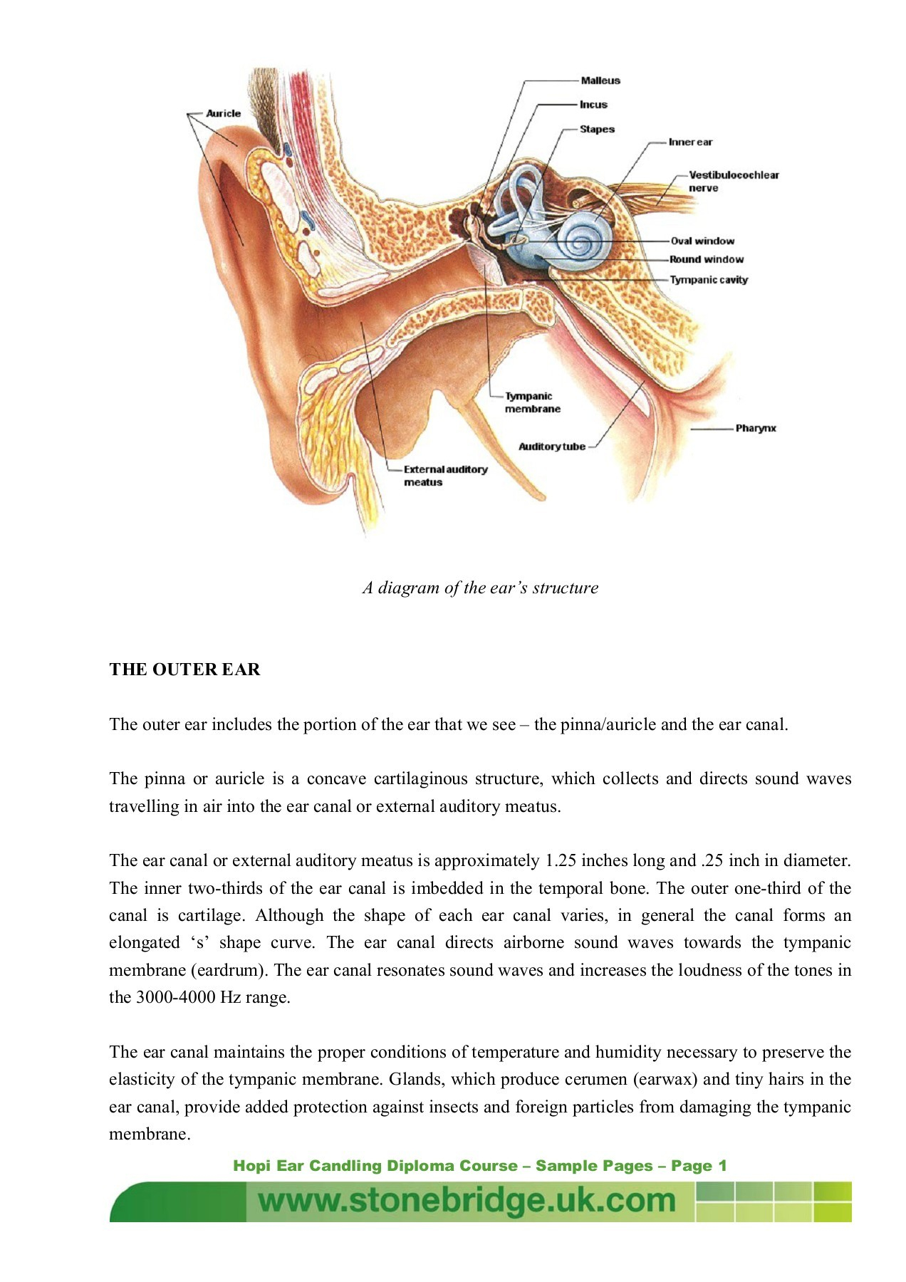 Diagram Of The Ear A Diagram Of The Ears Structure The Outer Ear The Outer