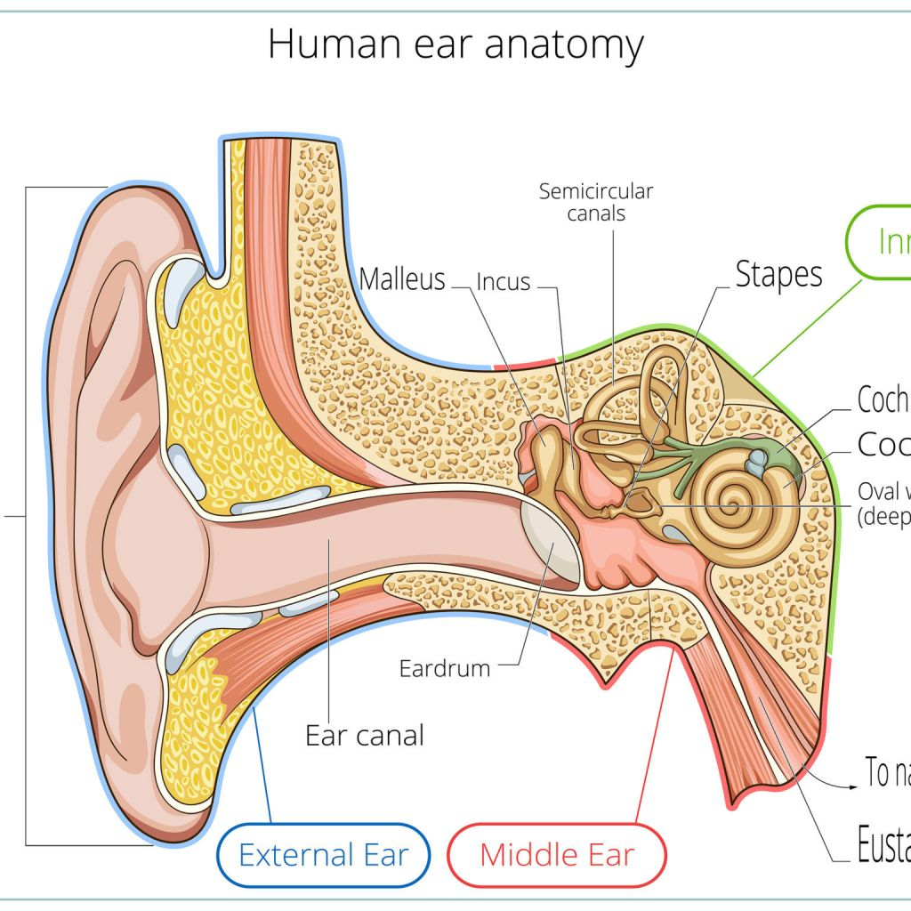 Diagram Of The Ear Anatomy Of Ear Outer Diagram Your Ear Catholicmedia