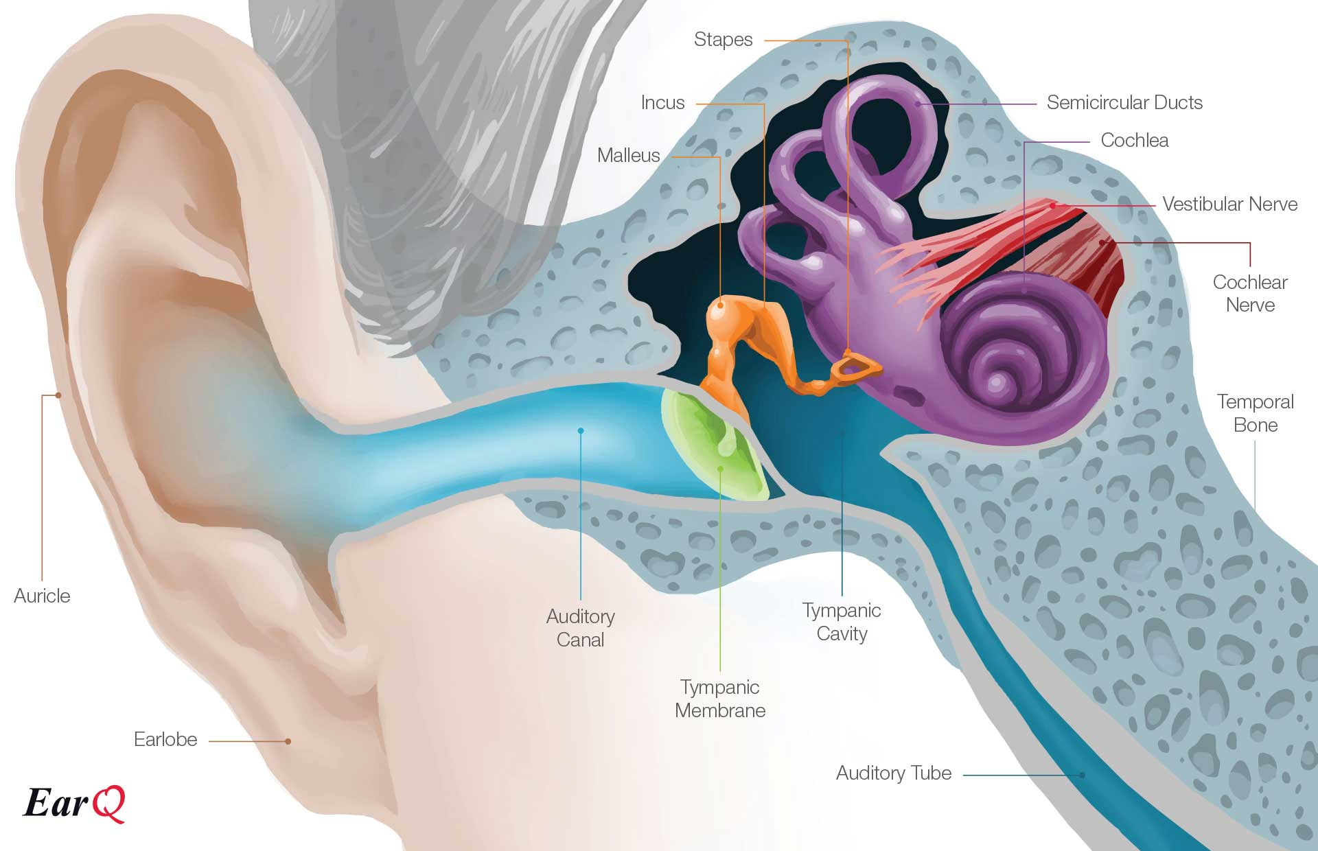 Diagram Of The Ear Anatomy Of The Ear Inner Ear Middle Ear Outer Ear