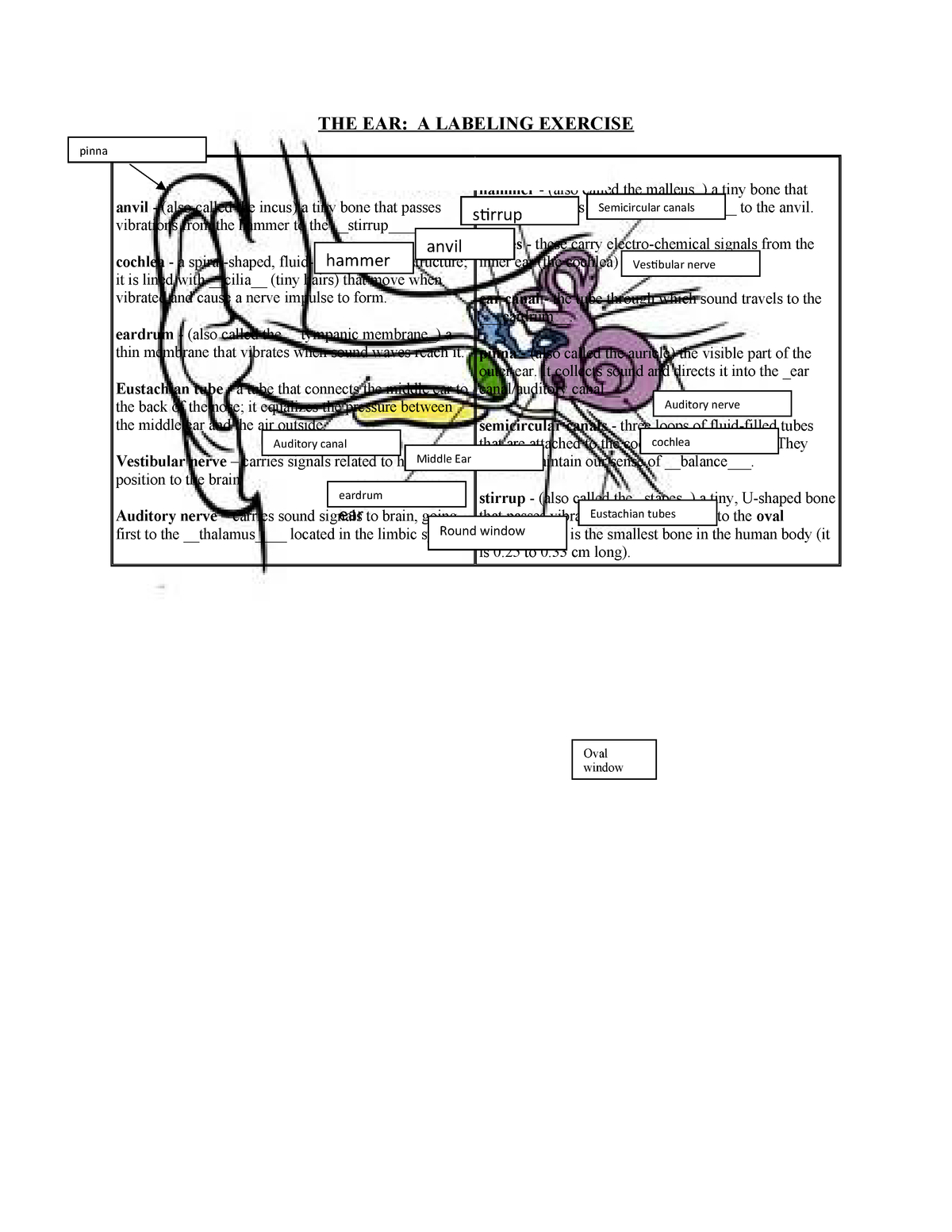 Diagram Of The Ear Diagram Of The Ear Labelled Pscyology 1010 Psychology Studocu