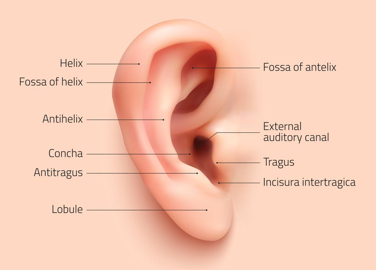 Diagram Of The Ear Ear Diagram Labeled Outside Wiring Diagram Web