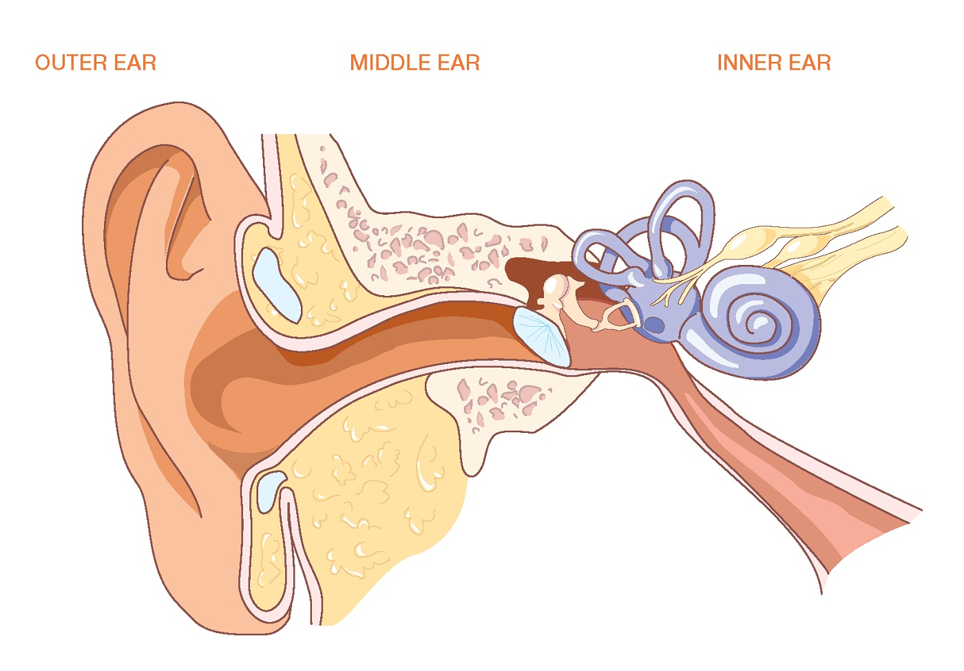 Diagram Of The Ear Ear Diagrams To Print Printable Diagram
