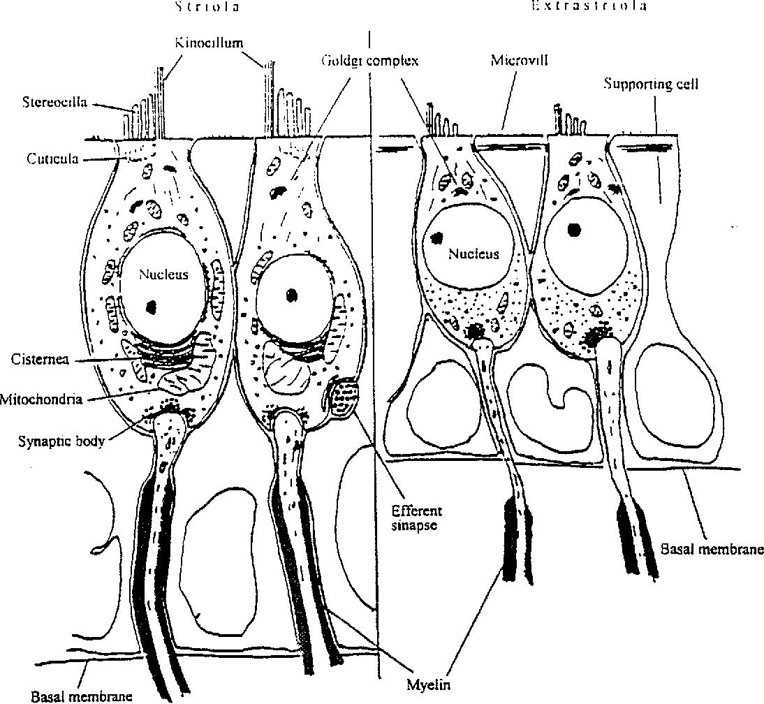 Diagram Of The Ear Fish Ear Diagram Wiring Diagram Review