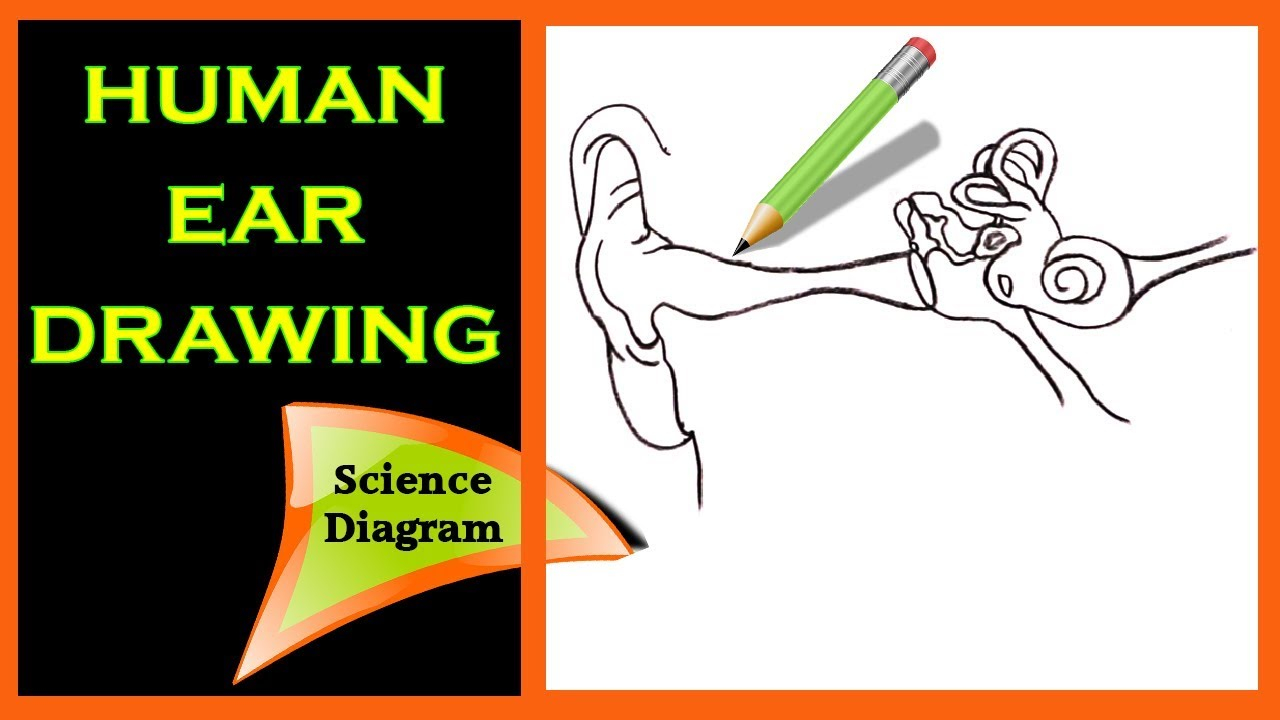 Diagram Of The Ear How To Draw The Human Ear The Human Ear Easy Draw Tutorial Science Diagram Biology