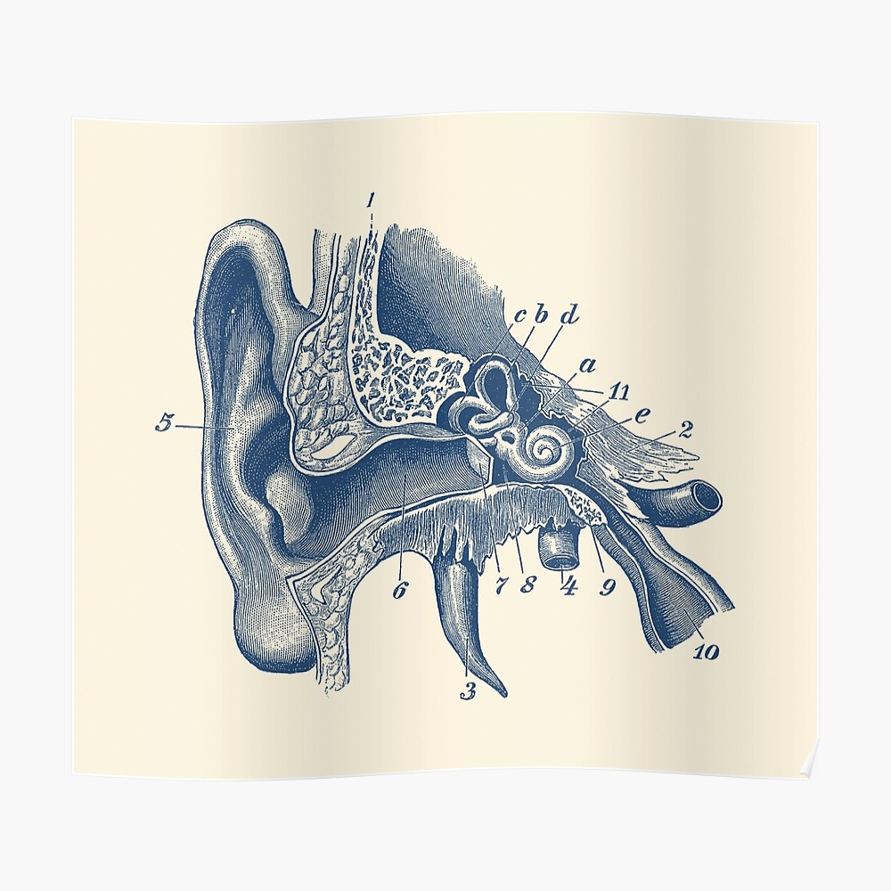 Diagram Of The Ear Human Inner Ear Anatomy Diagram Poster