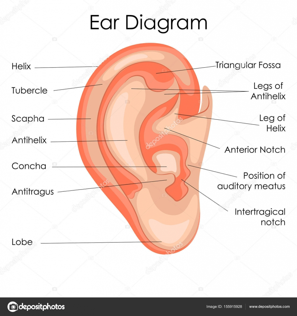 Diagram Of The Ear Medical Education Chart Of Biology For Human Ear Diagram Stock